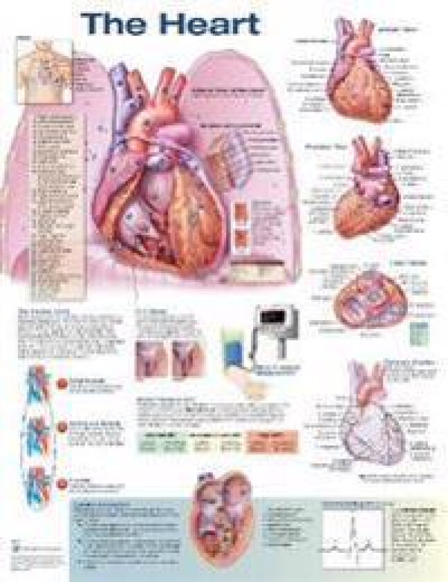 The Heart Anatomical Chart