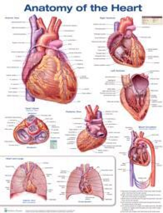 Anatomy of the Heart