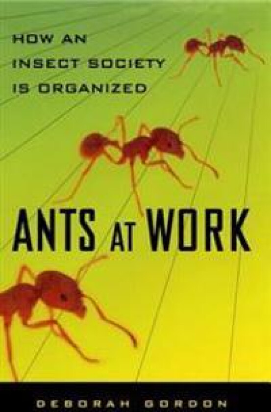 Ants At Work