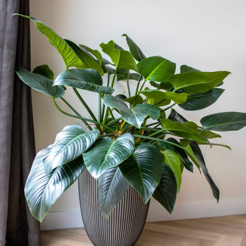 Vase elegant Groove 46x58 cm antrasitt