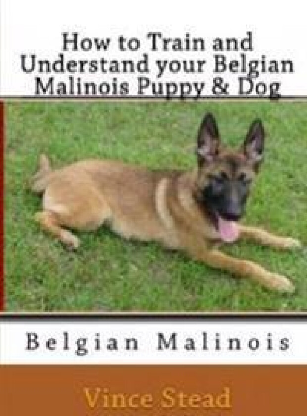 How to Train and Understand Your Belgian Malinois Puppy & Dog