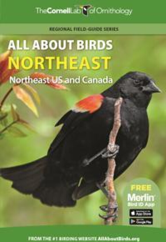All About Birds Northeast