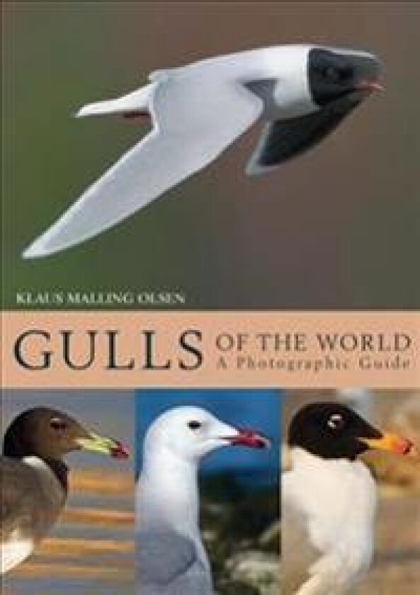 Gulls of the World