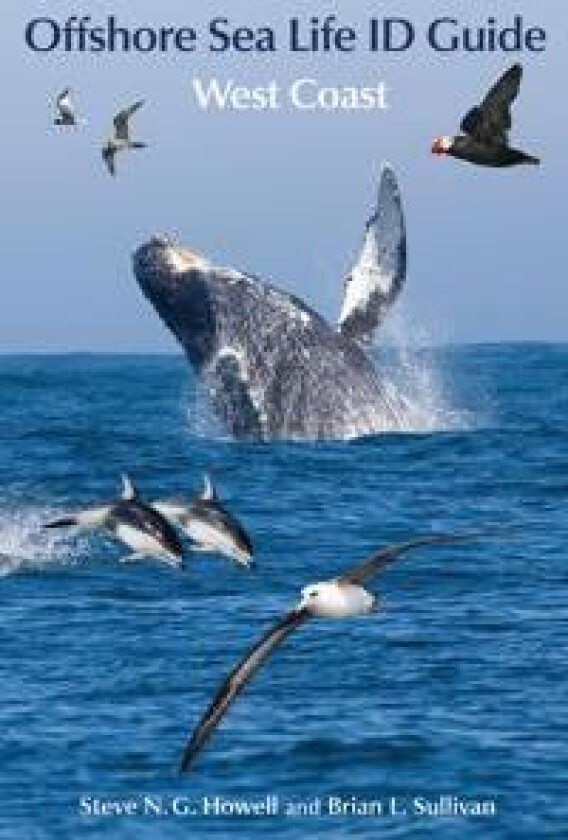 Offshore Sea Life ID Guide