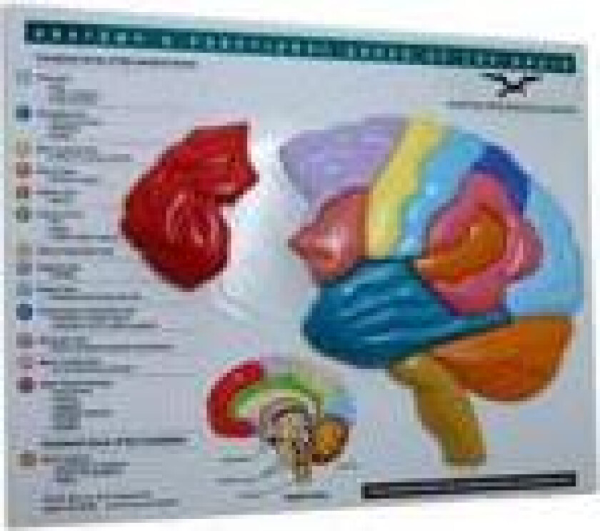 Brain Model & Puzzle – Anatomy and Functional Areas of the Brain