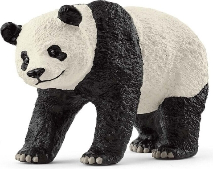 Giant Panda