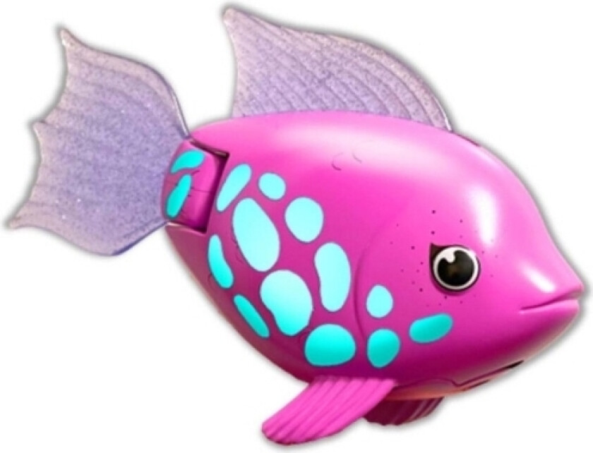 Rainbow Reef Fish - Rainbow Fish