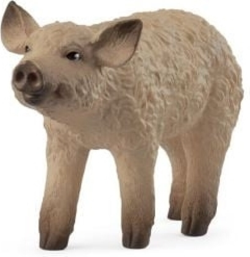 Mangalica Piglet