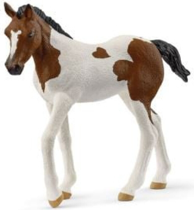 Paint Horse Føl
