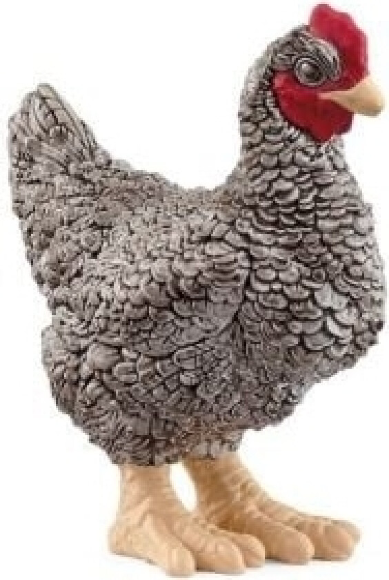 Plymouth Rock Chicken