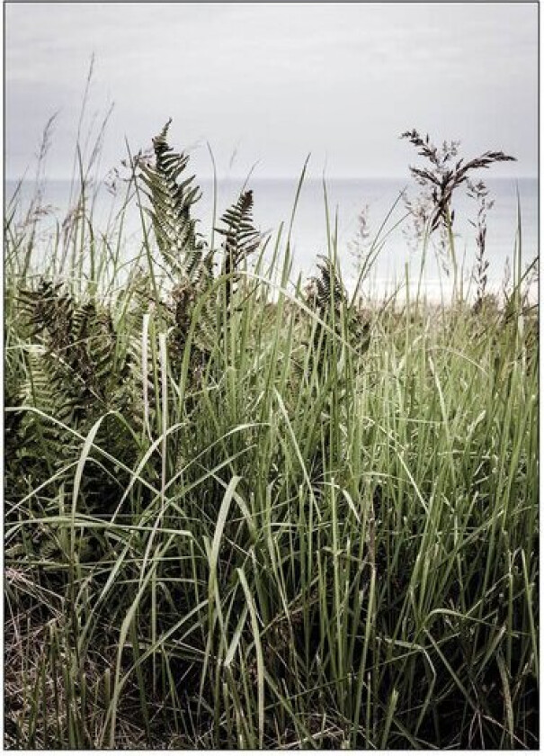 - Foto Factory poster 30x40 cm svinkløv