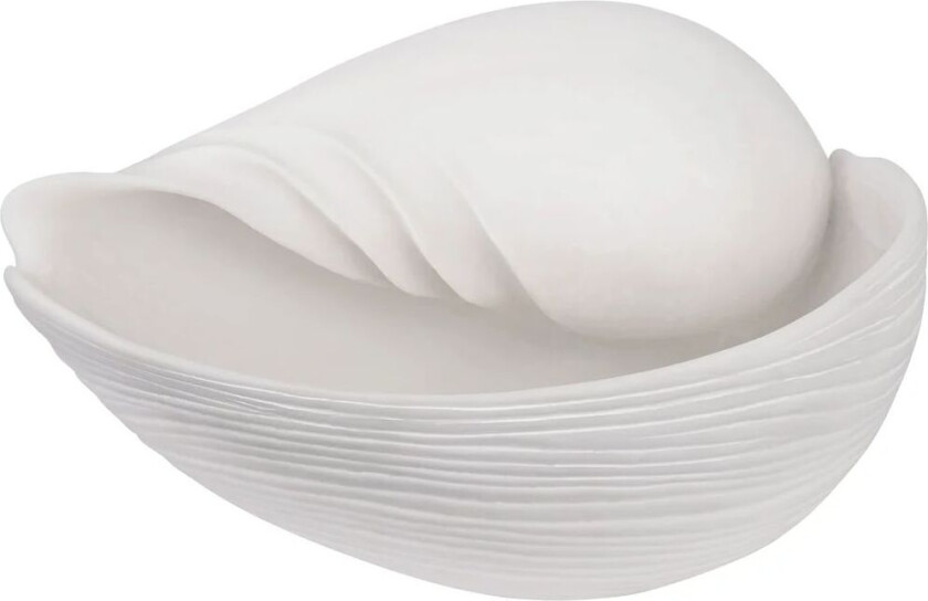 Conch dekorasjon skjell Large