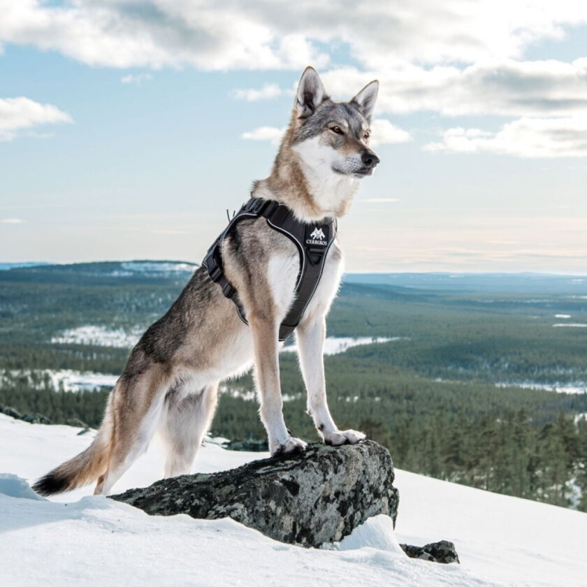 Tactical Hundesele Svart (L)