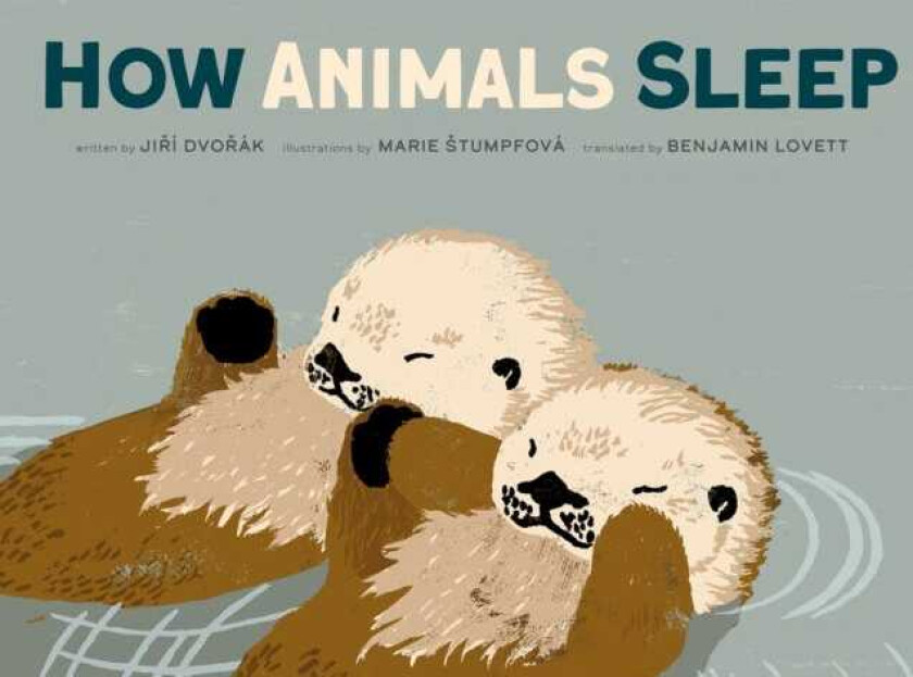 How Animals Sleep