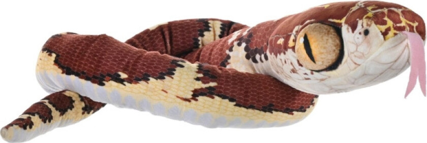 Slanger Imantodes Cenchoa 137 cm med stump hode
