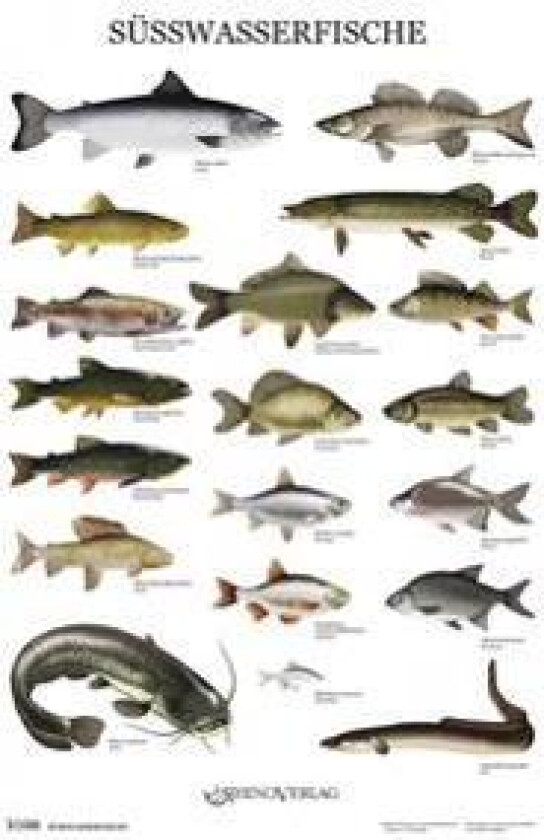 Süßwasserfische - Poster