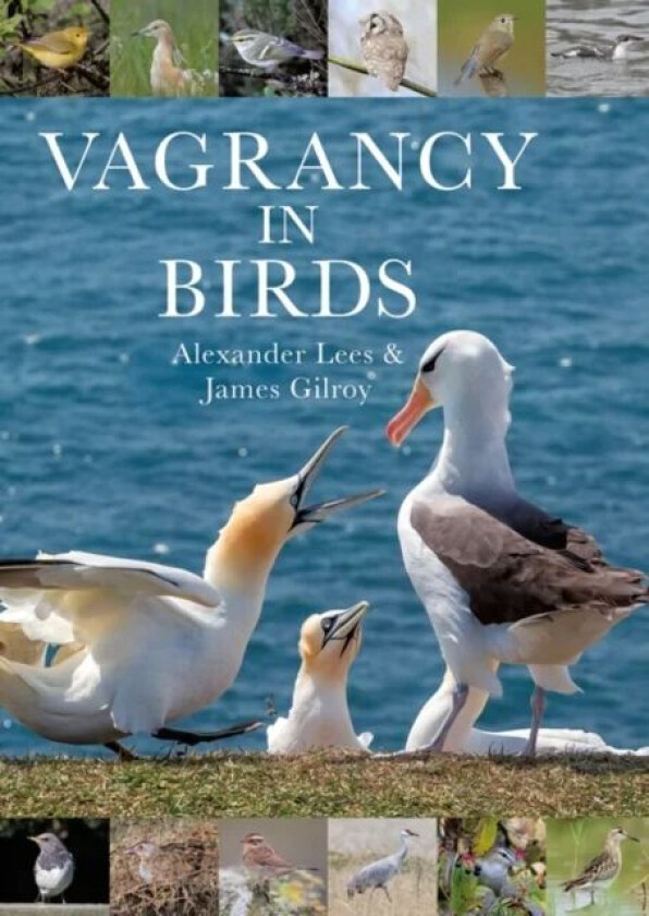 Vagrancy in Birds av Dr Alexander Lees, Dr James Gilroy