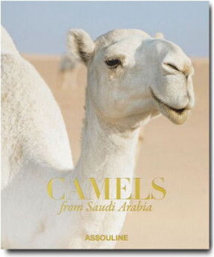 Camels From Saudi Arabia