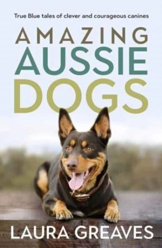 Amazing Aussie Dogs av Laura Greaves