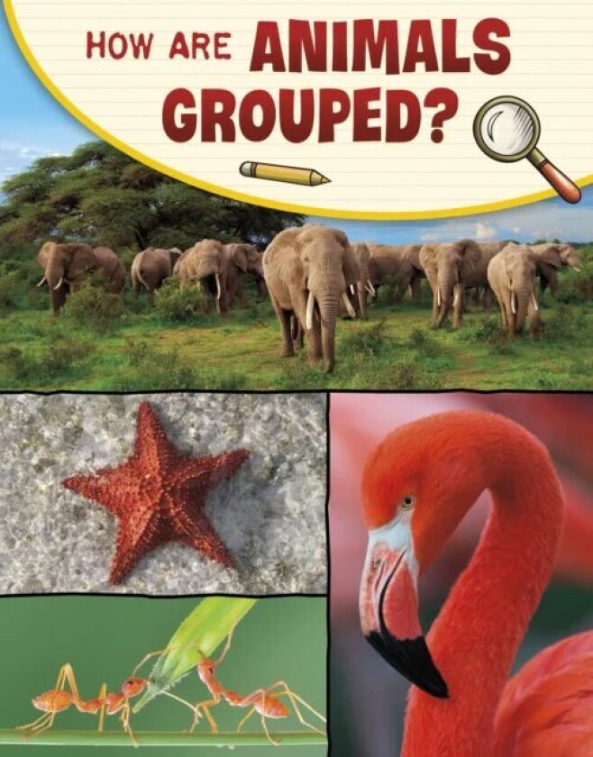 How Are Animals Grouped? av Lisa M. Bolt Simons
