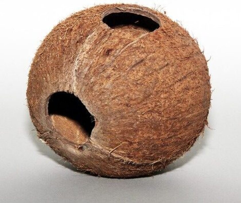 JBL Kokoshule-Cocos Cava - 1/1 hel large