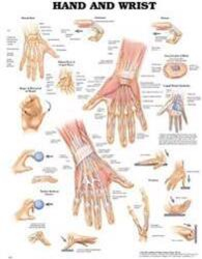 Hand and Wrist Anatomical Chart