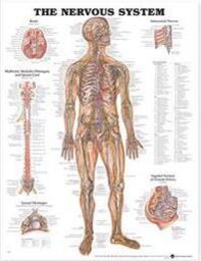 The Nervous System Anatomical Chart