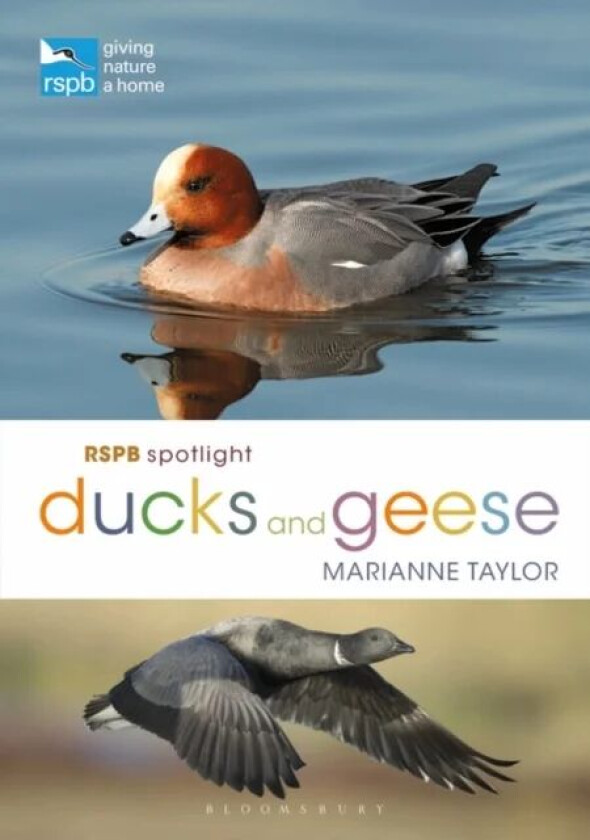 RSPB Spotlight Ducks and Geese av Marianne Taylor