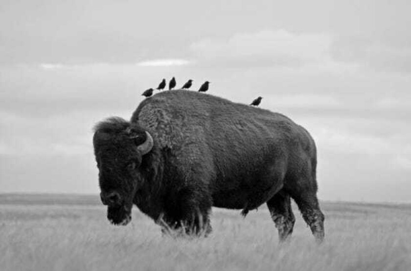 Starlings The Curious Odyssey of a Most Hated Bird