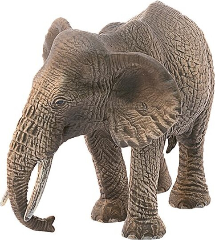 African Elephant Female