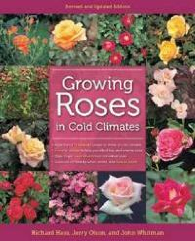Growing Roses in Cold Climates