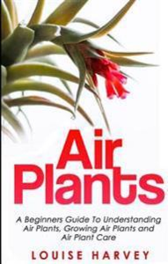 Air Plants