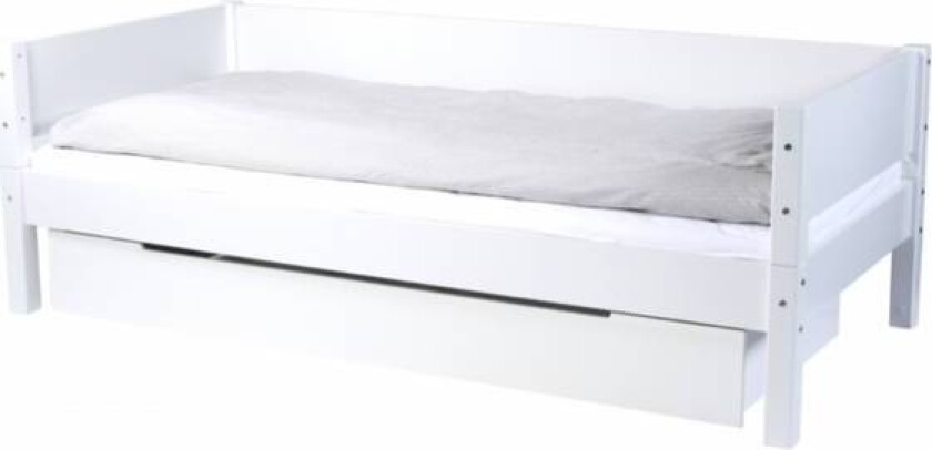 Rex Barneseng Manis-H