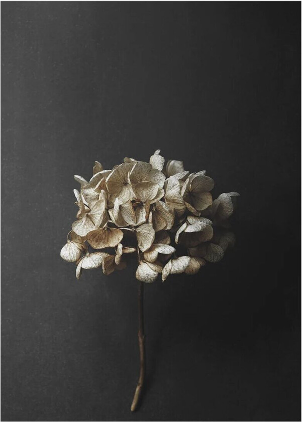 Stil Life 04 Hydrangea poster 50x70 cm