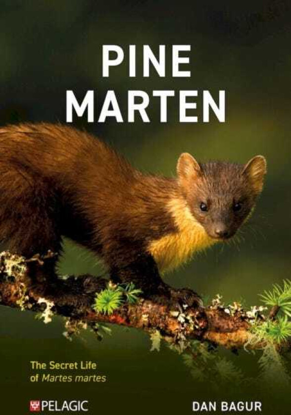 Pine Marten The Secret Life of Martes martes