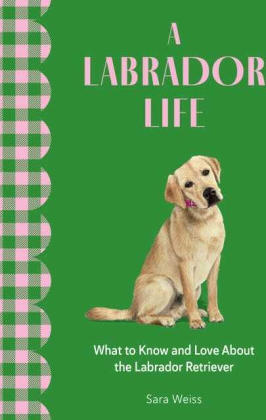 A Labrador Life What to Know and Love About the Labrador Retriever