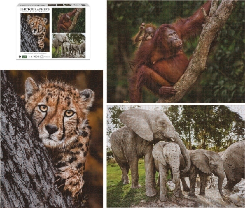Ambassador Wildlife Families 3X 1000 Pieces (Donal Boyd)