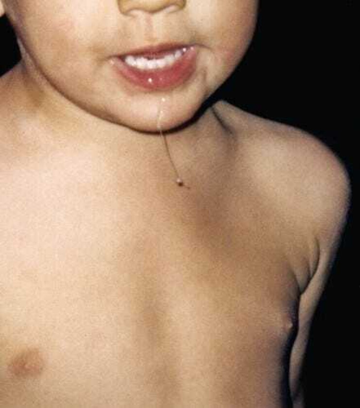 La Paloma Todavia No LP/Vinyl