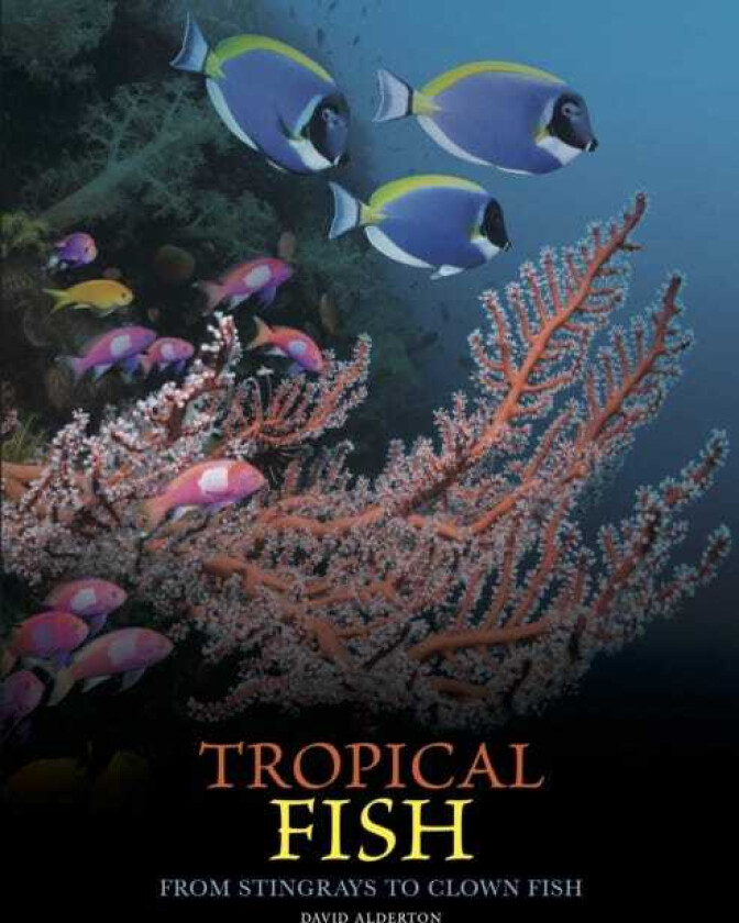 Tropical Fish