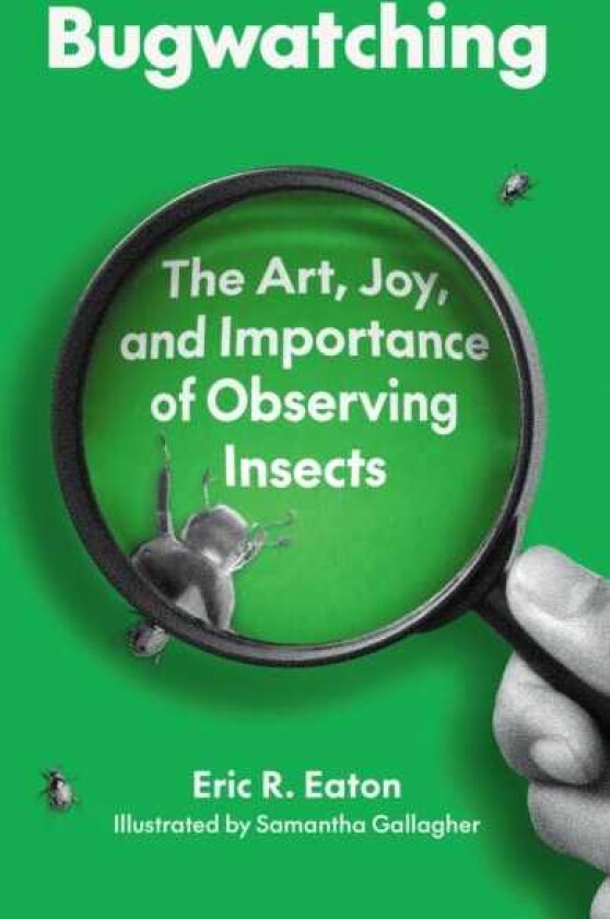Bugwatching The Art, Joy, and Importance of Observing Insects