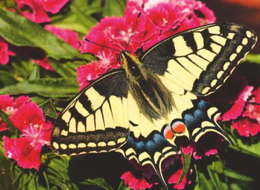Butterfly - 500p (12001335)