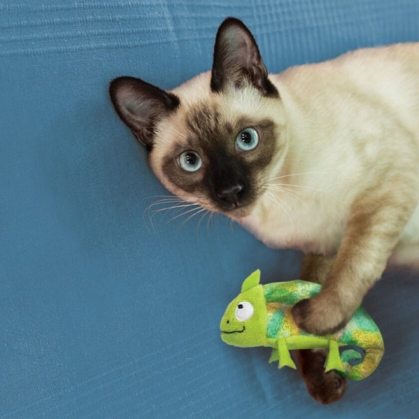 Cat Refillables Kameleon med Kattemynte