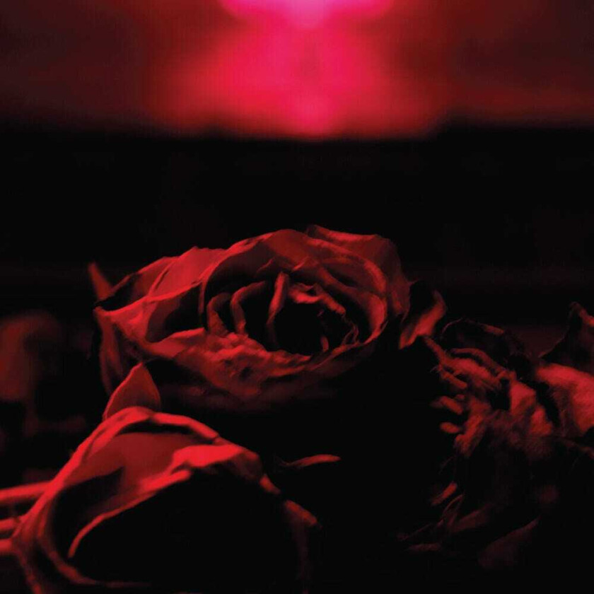 The Paper Kites Roses CD