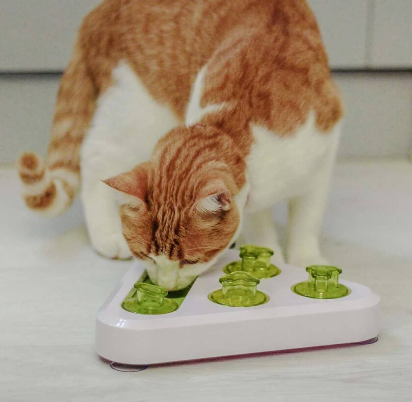 Aktivitetsleke katt/hund Trea