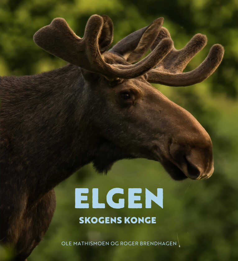 Elgen skogens konge