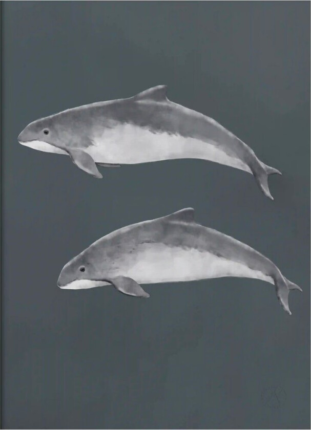 Østersjøtumler poster 30x40 cm