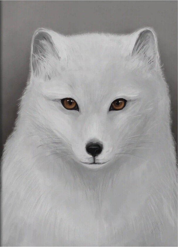 Fjellrev poster 30x40 cm