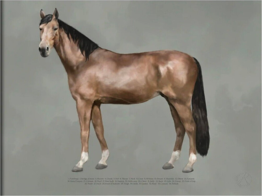 The Anatomy of the Horse poster 30x40 cm