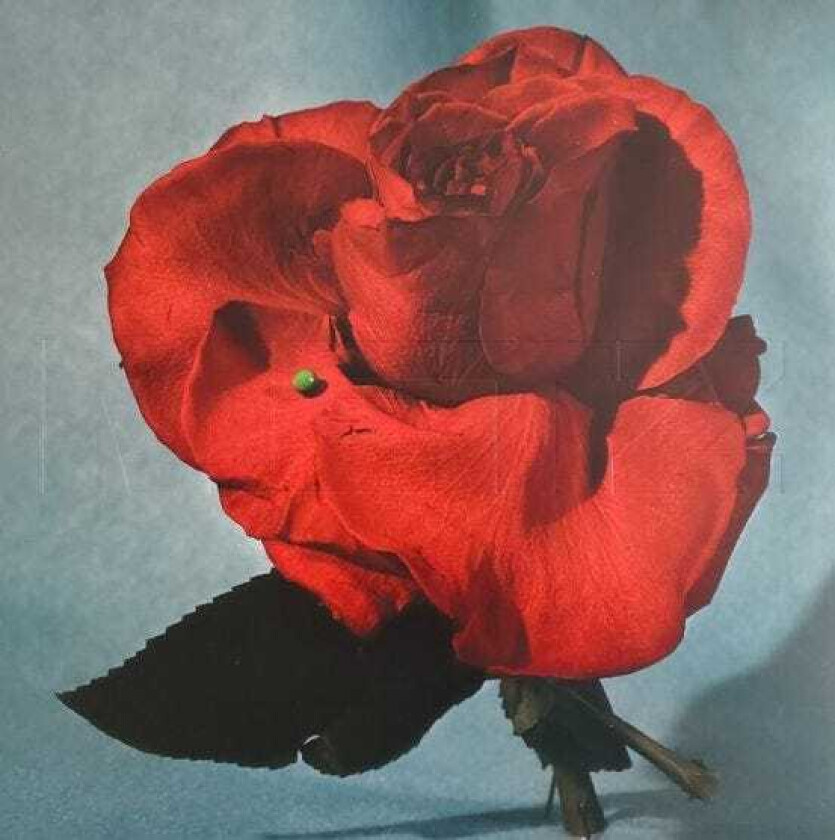 METZ Up On Gravity Hill LP/Vinyl