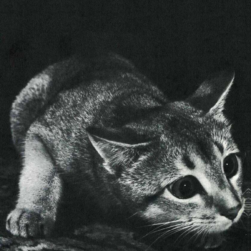 Cindy Cindy LP/Vinyl